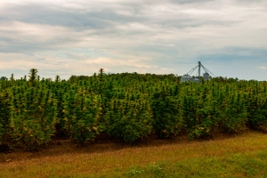 hemp-farm-grain-system